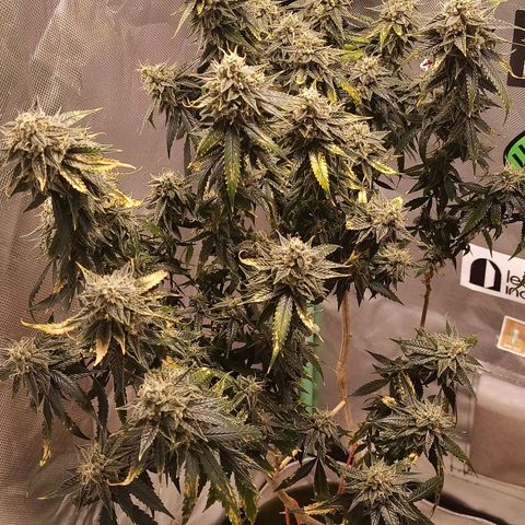 Preta Kush growlog timeline photo