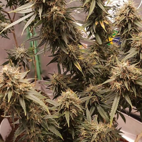 Black Pink Orange growlog timeline photo