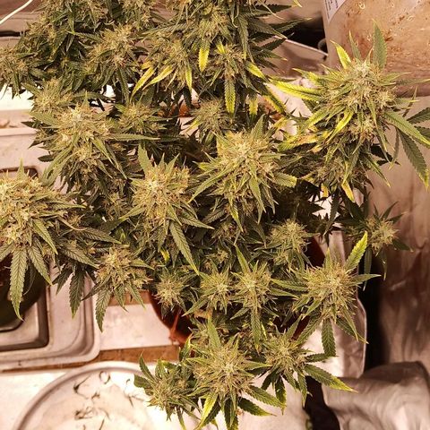Black Pink Orange growlog timeline photo