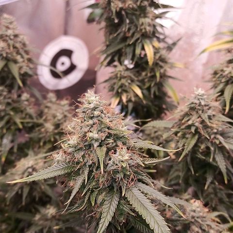 Black Pink Orange growlog timeline photo