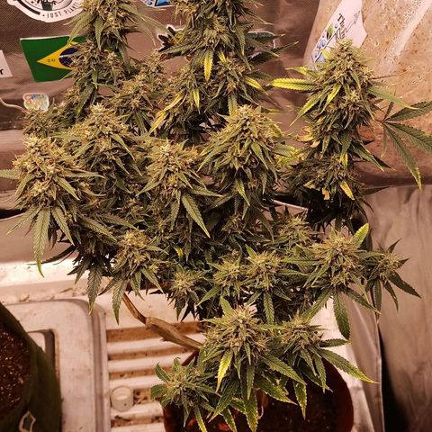 Black Pink Orange growlog timeline photo
