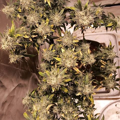Preta Kush growlog timeline photo