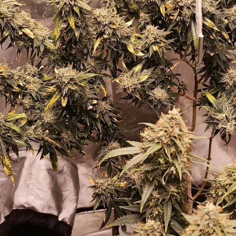 Preta Kush growlog timeline photo