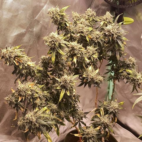 Preta Kush growlog timeline photo