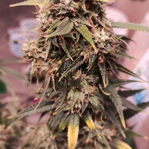 Black Pink Orange growlog timeline photo
