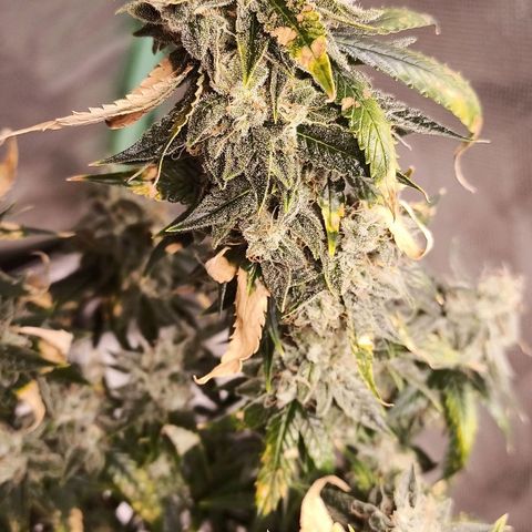 Preta Kush growlog timeline photo