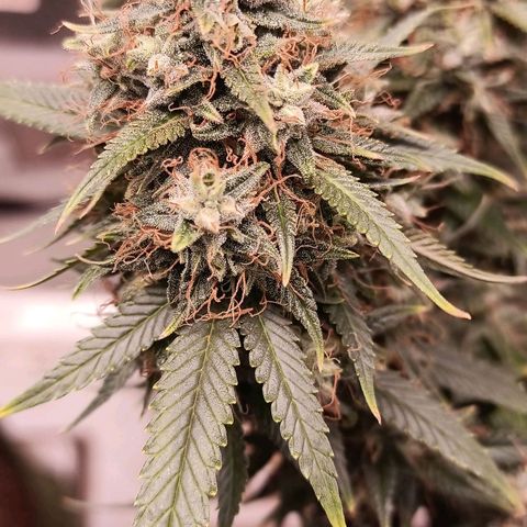 Black Pink Orange growlog timeline photo