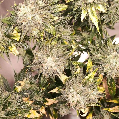 Preta Kush growlog timeline photo