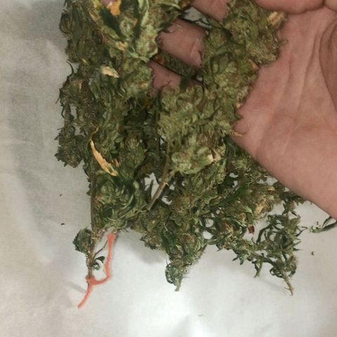 Preta Kush growlog timeline photo