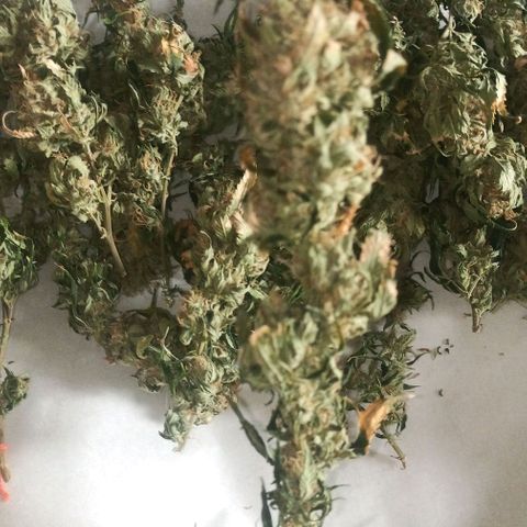 Preta Kush growlog timeline photo