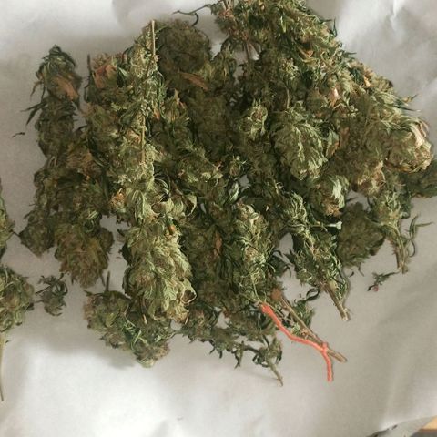 Preta Kush growlog timeline photo