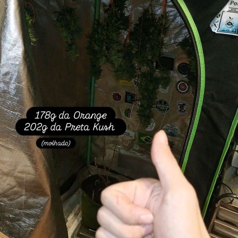 Black Pink Orange growlog photo: Molhados