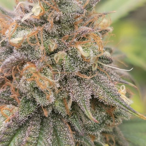 Black Widow  growlog timeline photo