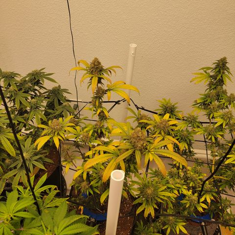 Black Widow  growlog timeline photo
