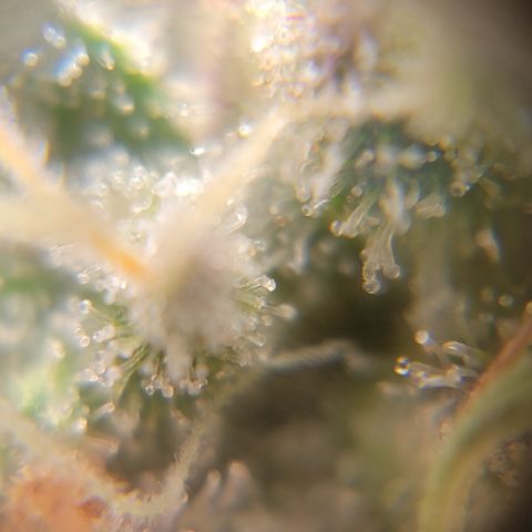 Black Widow  growlog timeline photo