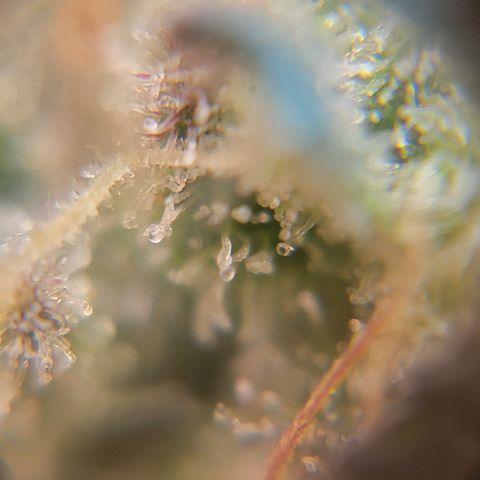 Black Widow  growlog timeline photo