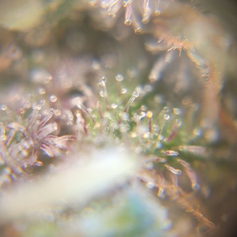 Black Widow  growlog timeline photo