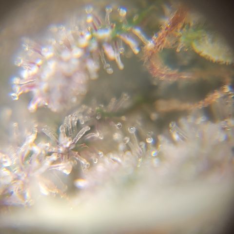 Black Widow  growlog timeline photo