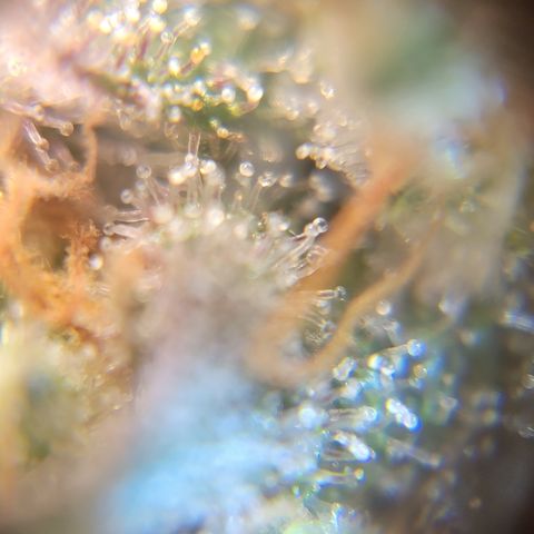 Black Widow  growlog timeline photo