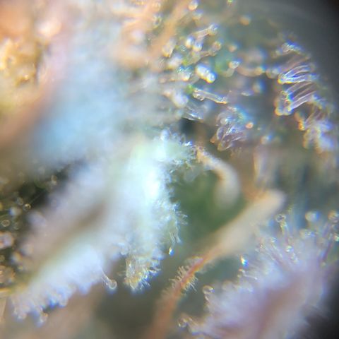Black Widow  growlog timeline photo