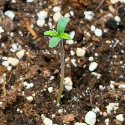 Tropicana Cookies Auto growlog timeline photo