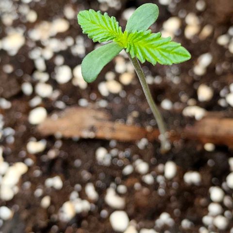 Tropicana Cookies Auto growlog timeline photo