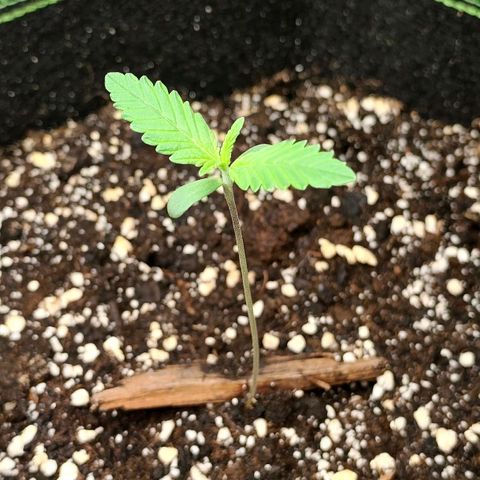 Tropicana Cookies Auto growlog photo: Luftfeuchtigkeit ist zu Niedrig 