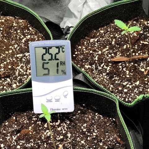 Tropicana Cookies Auto growlog photo: Luftfeuchtigkeit ist zu Niedrig 