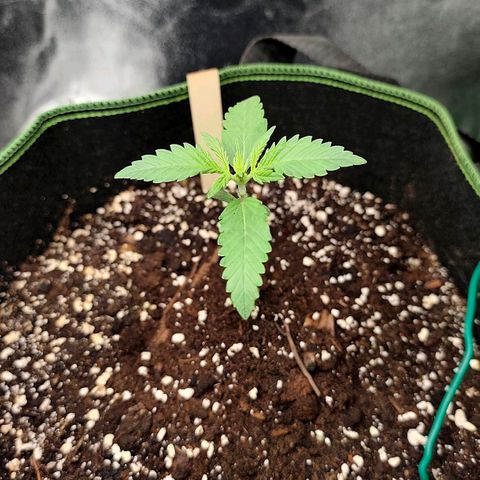 Tropicana Cookies Auto growlog timeline photo