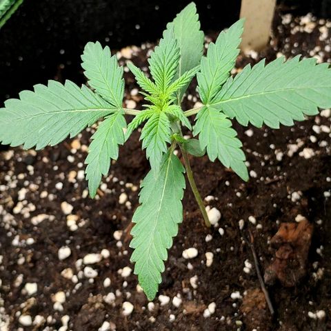 Tropicana Cookies Auto growlog timeline photo