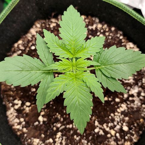 Tropicana Cookies Auto growlog timeline photo