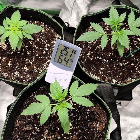Tropicana Cookies Auto growlog timeline photo