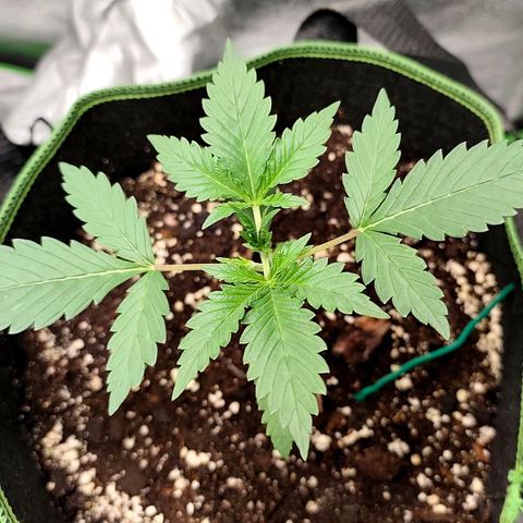 Tropicana Cookies Auto growlog timeline photo