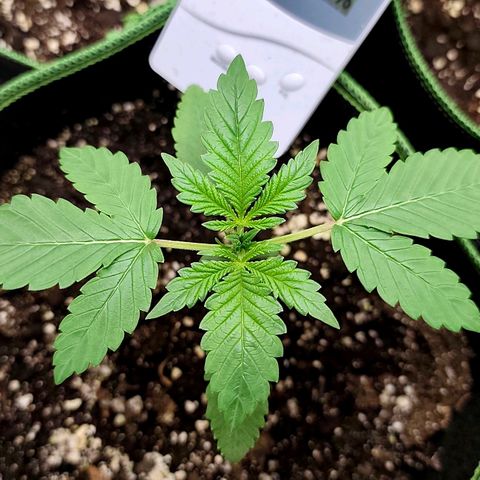Tropicana Cookies Auto growlog timeline photo