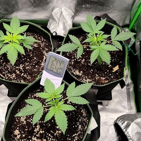 Tropicana Cookies Auto growlog timeline photo