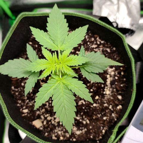 Tropicana Cookies Auto growlog timeline photo