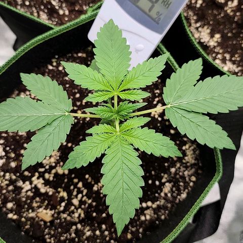 Tropicana Cookies Auto growlog timeline photo