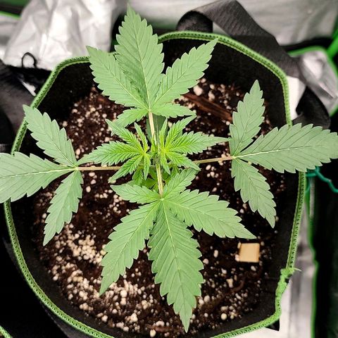Tropicana Cookies Auto growlog timeline photo