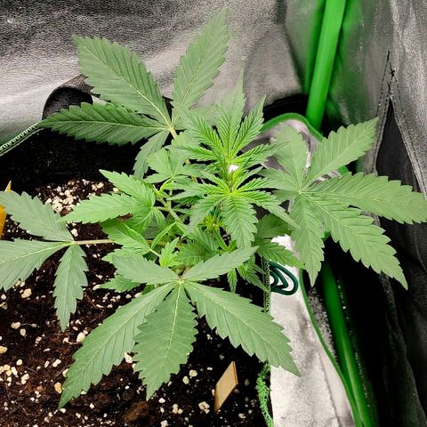 Tropicana Cookies Auto growlog timeline photo