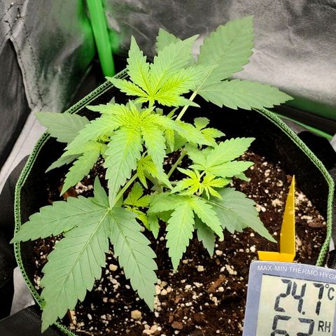 Tropicana Cookies Auto growlog timeline photo