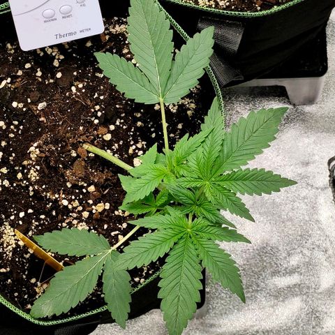 Tropicana Cookies Auto growlog timeline photo