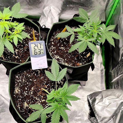 Tropicana Cookies Auto growlog timeline photo