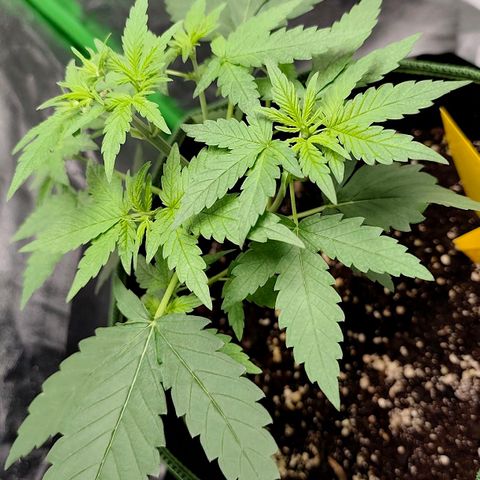 Tropicana Cookies Auto growlog timeline photo