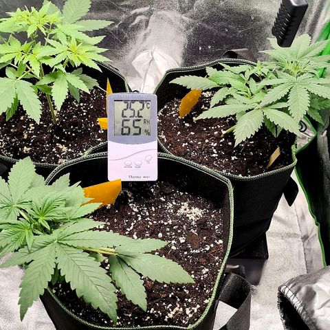 Tropicana Cookies Auto growlog timeline photo