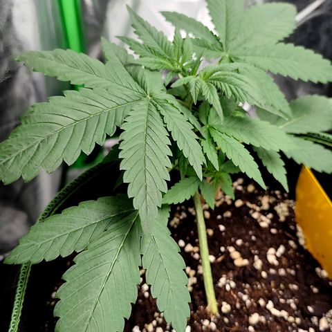 Tropicana Cookies Auto growlog timeline photo