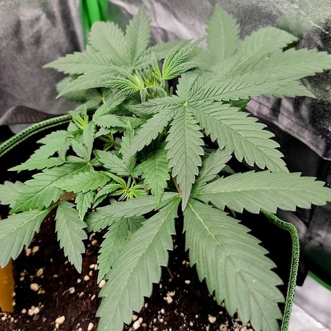 Tropicana Cookies Auto growlog timeline photo