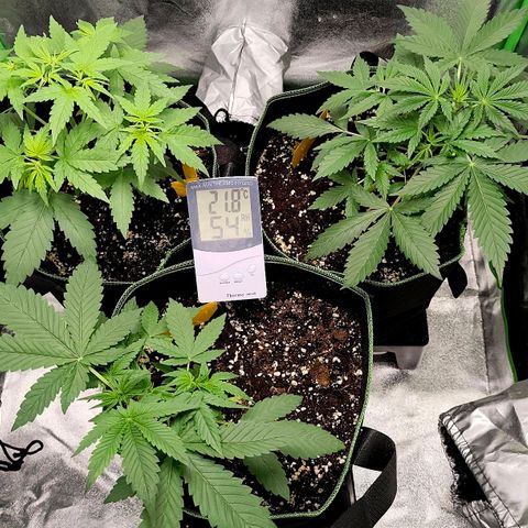 Tropicana Cookies Auto growlog timeline photo