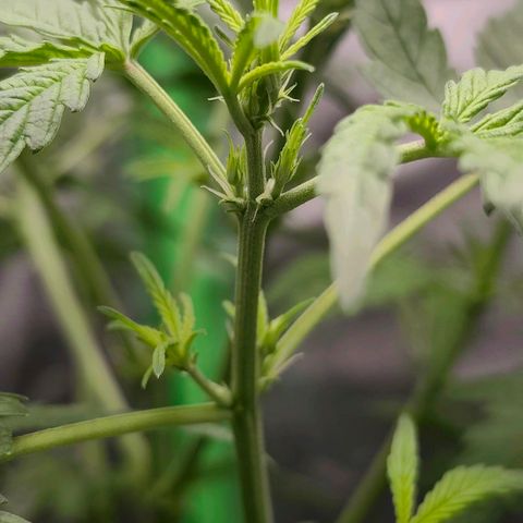 Tropicana Cookies Auto growlog timeline photo