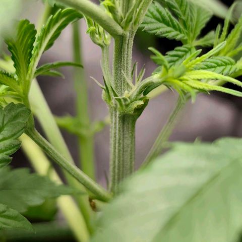 Tropicana Cookies Auto growlog timeline photo