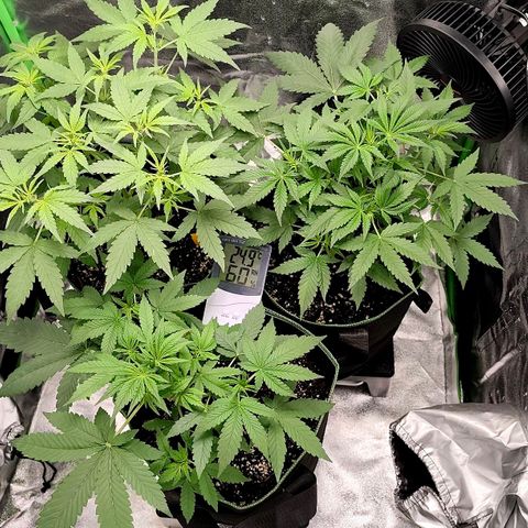 Tropicana Cookies Auto growlog timeline photo